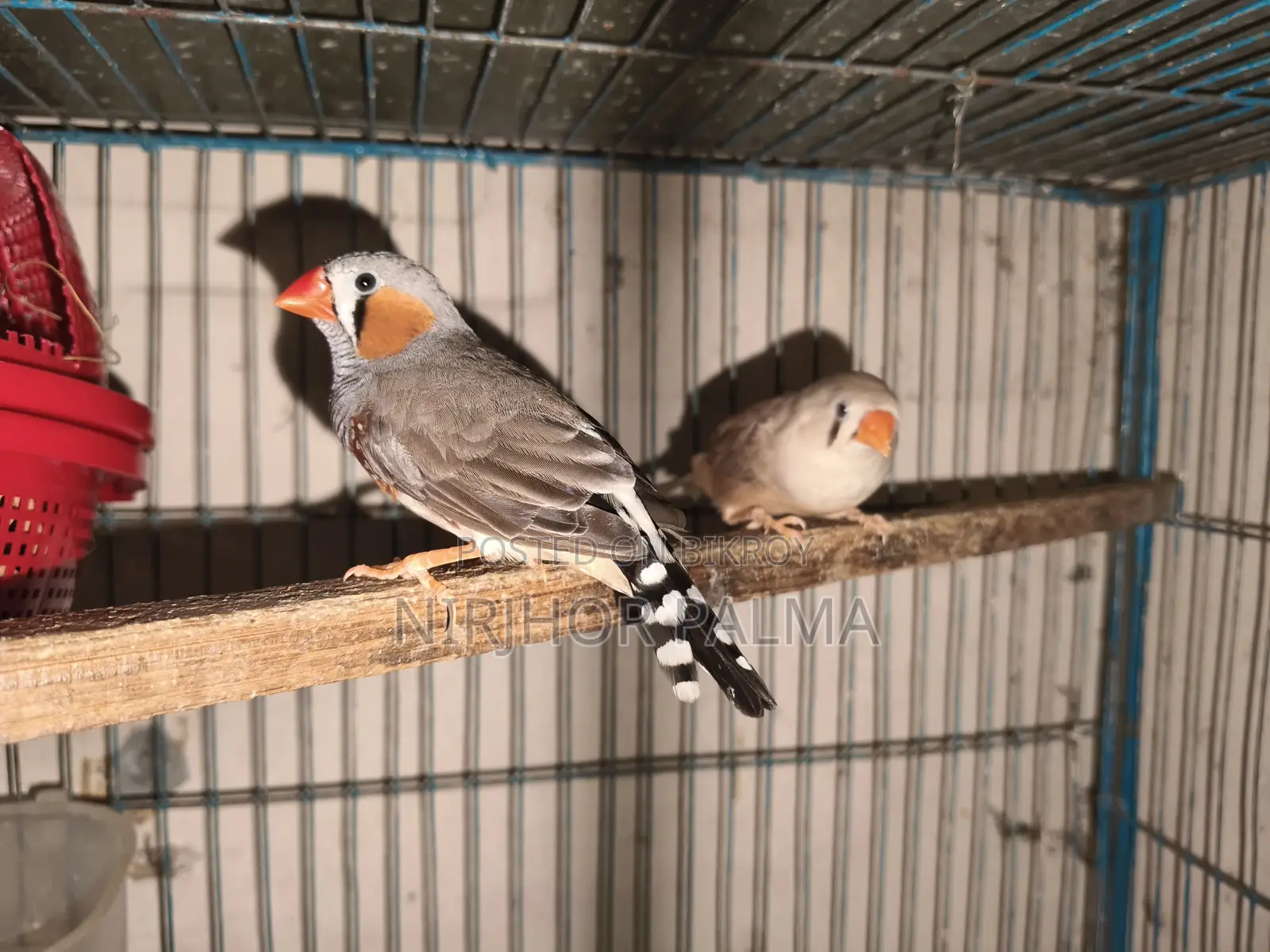 Zebra Finch for Sale