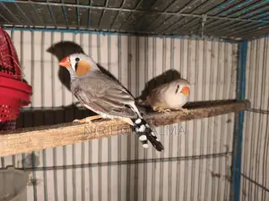 Zebra Finch for Sale