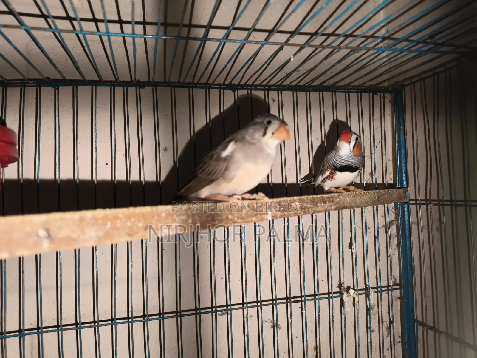 Zebra Finch for Sale