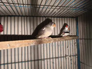 Zebra Finch for Sale