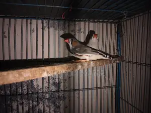 Zebra Finch for Sale