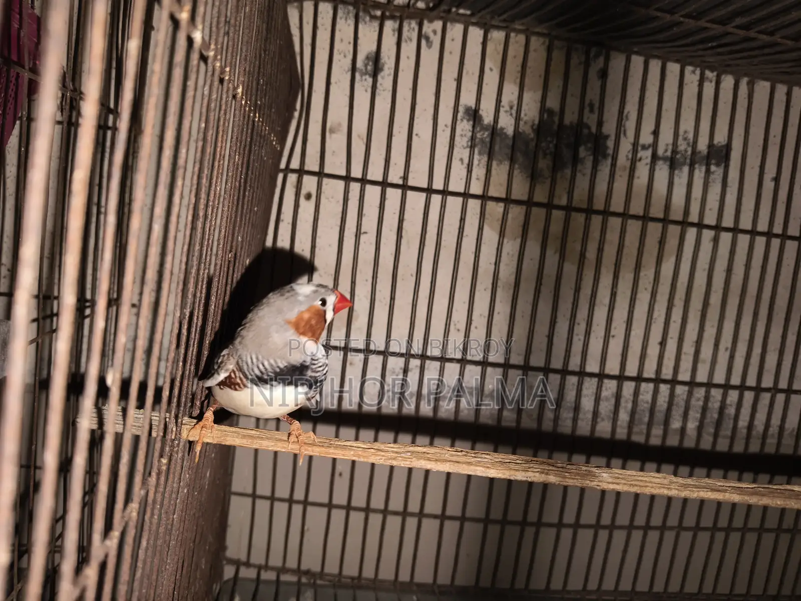 Zebra Finch for Sale