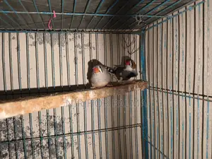 Zebra Finch for Sale