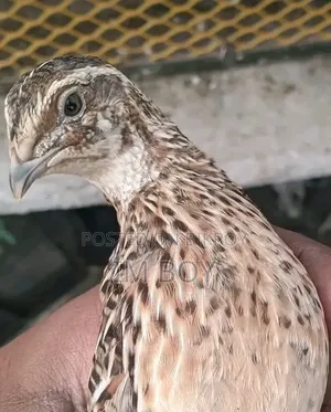 Japanese Quail Bird