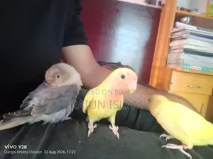 Ringneck Dove Cage