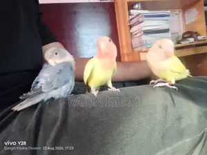 Ringneck Dove Cage