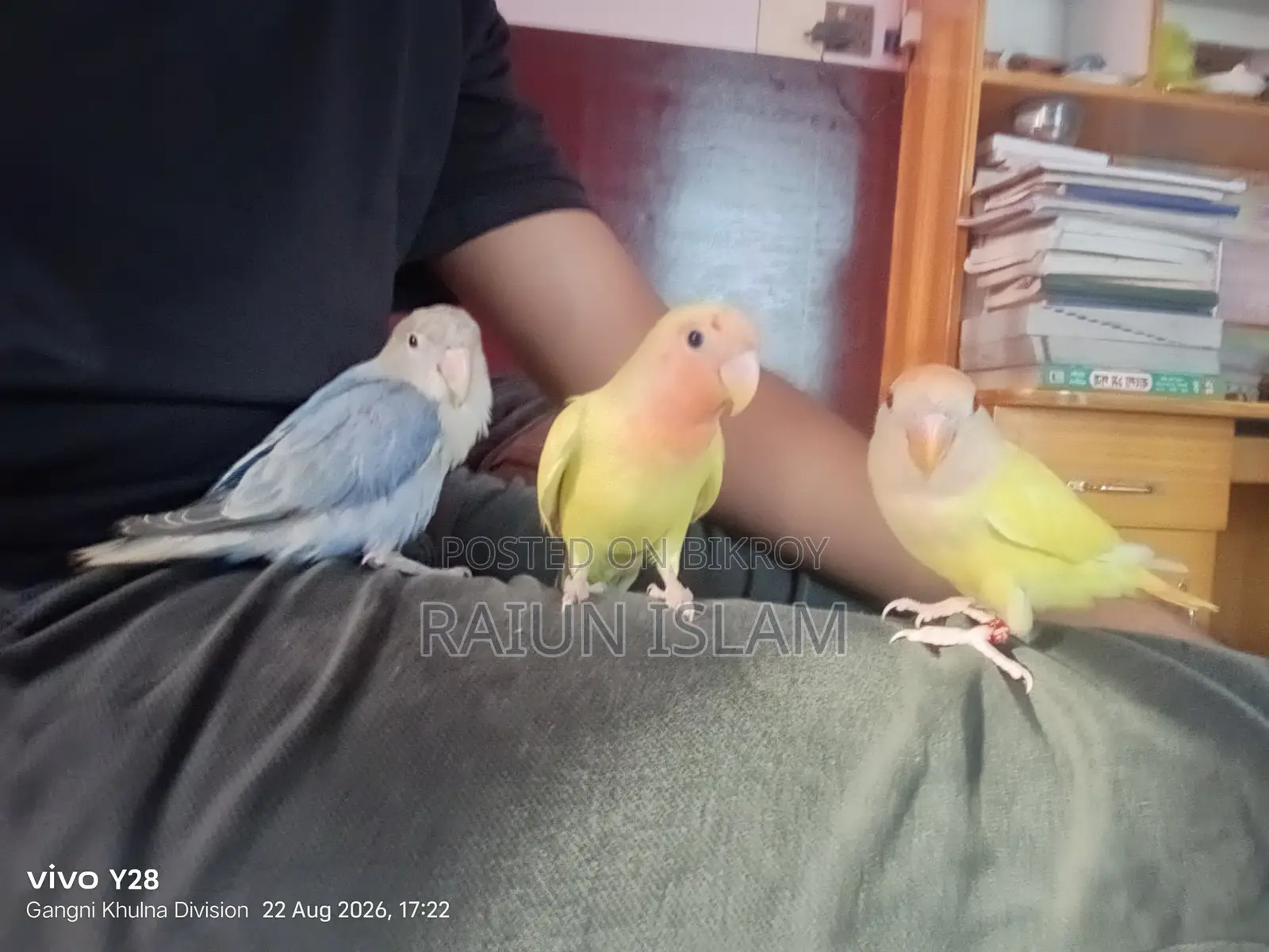 Ringneck Dove Cage