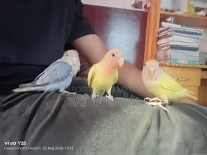 Ringneck Dove Cage