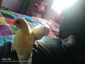 Ringneck Dove Cage