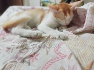 1-3 months Female Mixed Breed Persian