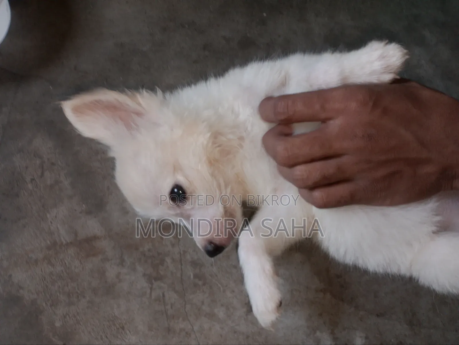 1-3 months Male Purebred Japanese Spitz