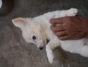 1-3 months Male Purebred Japanese Spitz