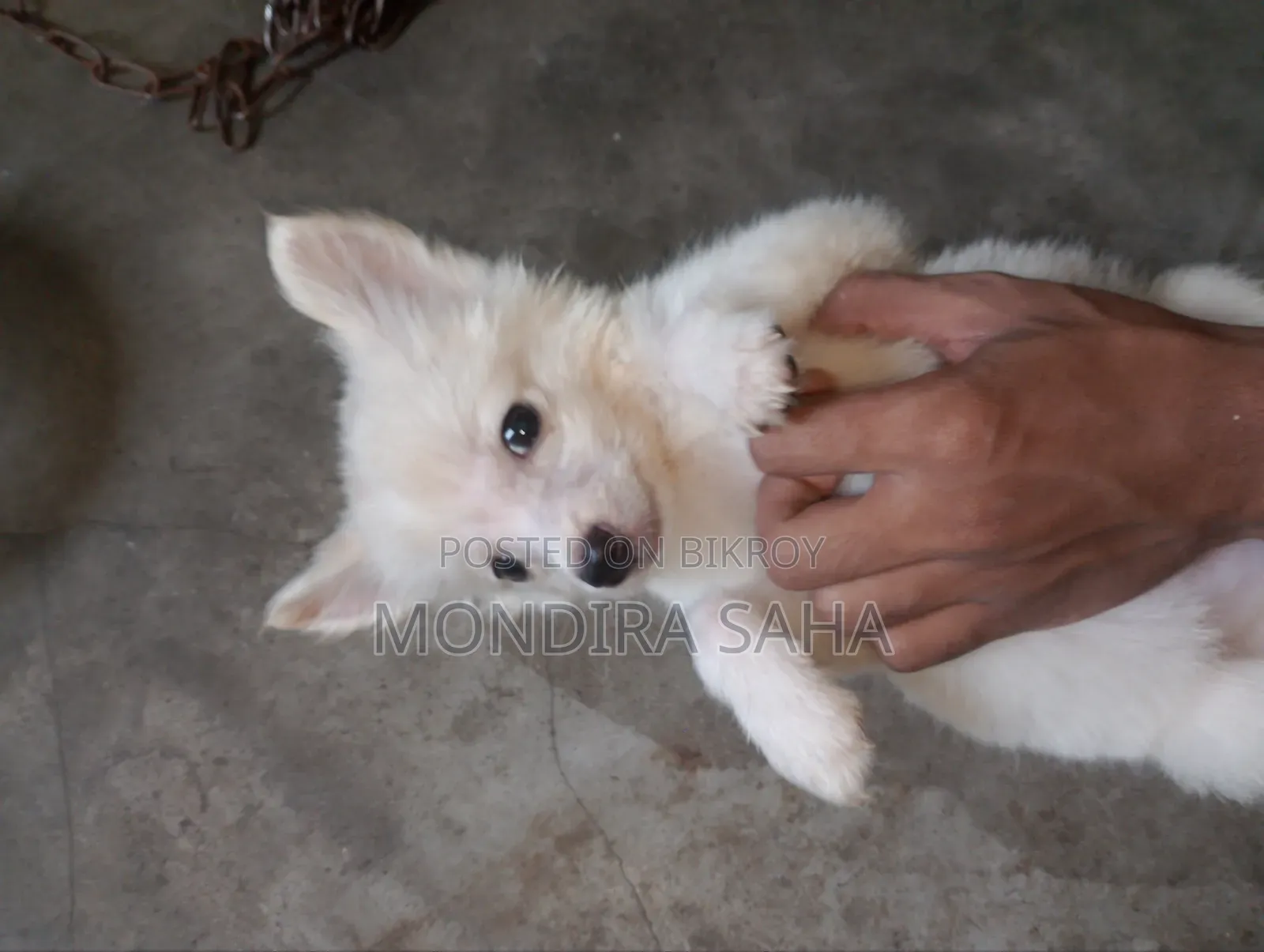 1-3 months Male Purebred Japanese Spitz