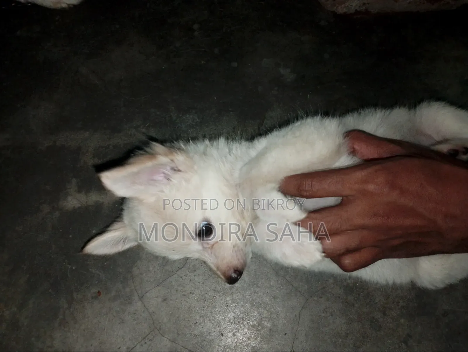 1-3 months Male Purebred Japanese Spitz