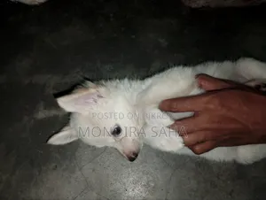 1-3 months Male Purebred Japanese Spitz