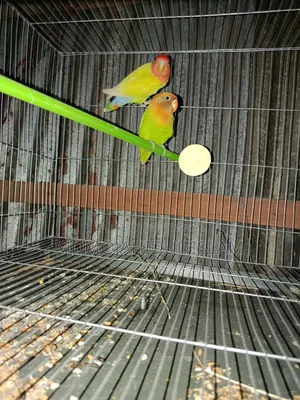 A Pair of Lovebirds