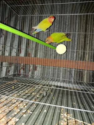A Pair of Lovebirds