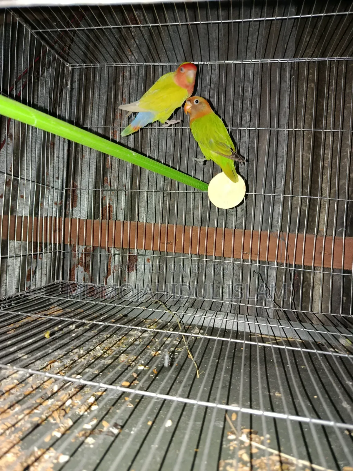 A Pair of Lovebirds