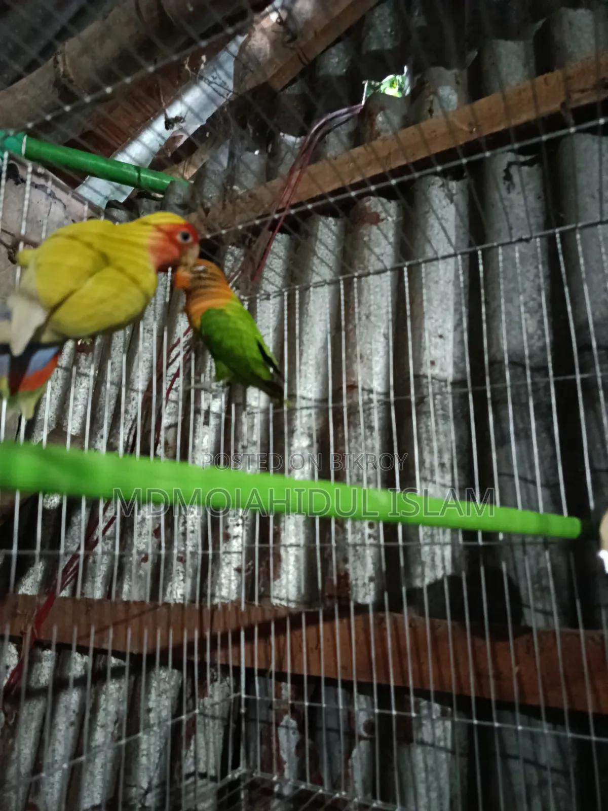 A Pair of Lovebirds