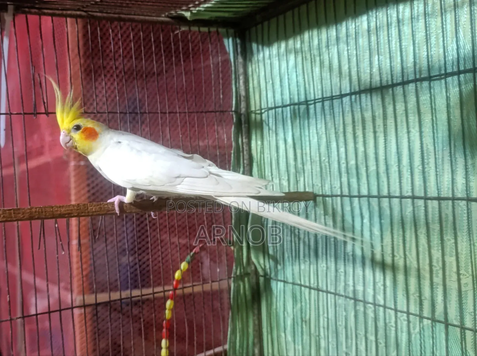Lutino Cockatiel Male