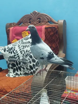 A Racer Female Pigeon