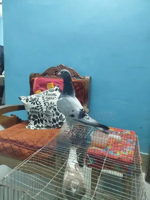 A Racer Female Pigeon