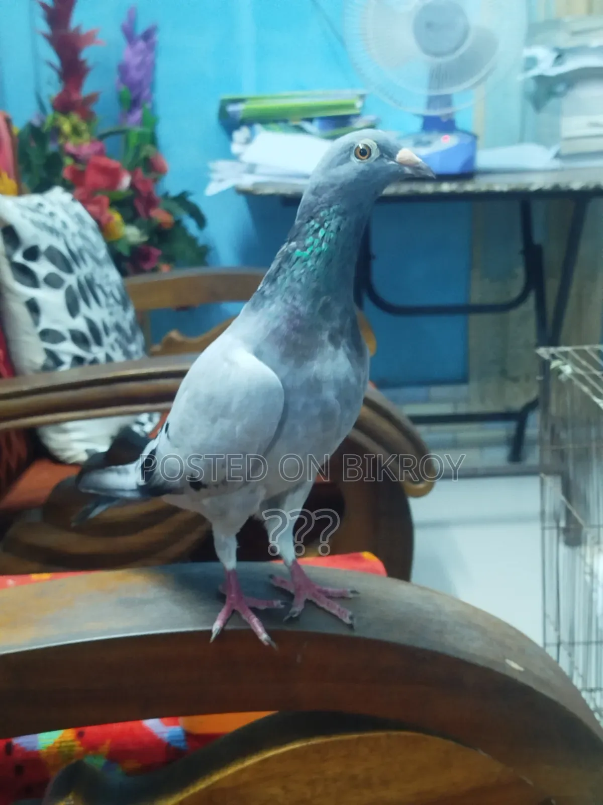 A Racer Female Pigeon