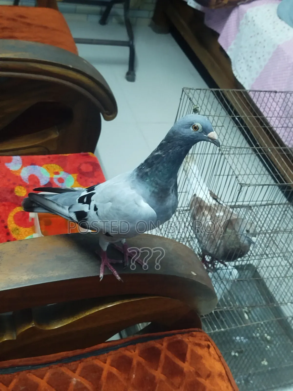 A Racer Female Pigeon