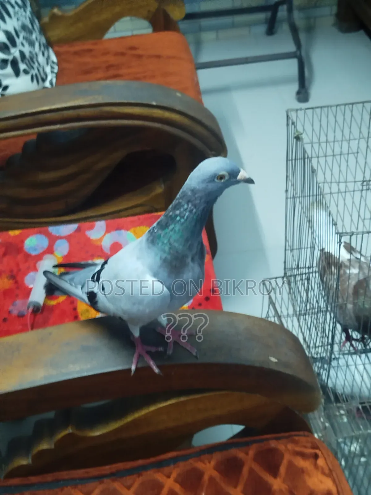 A Racer Female Pigeon