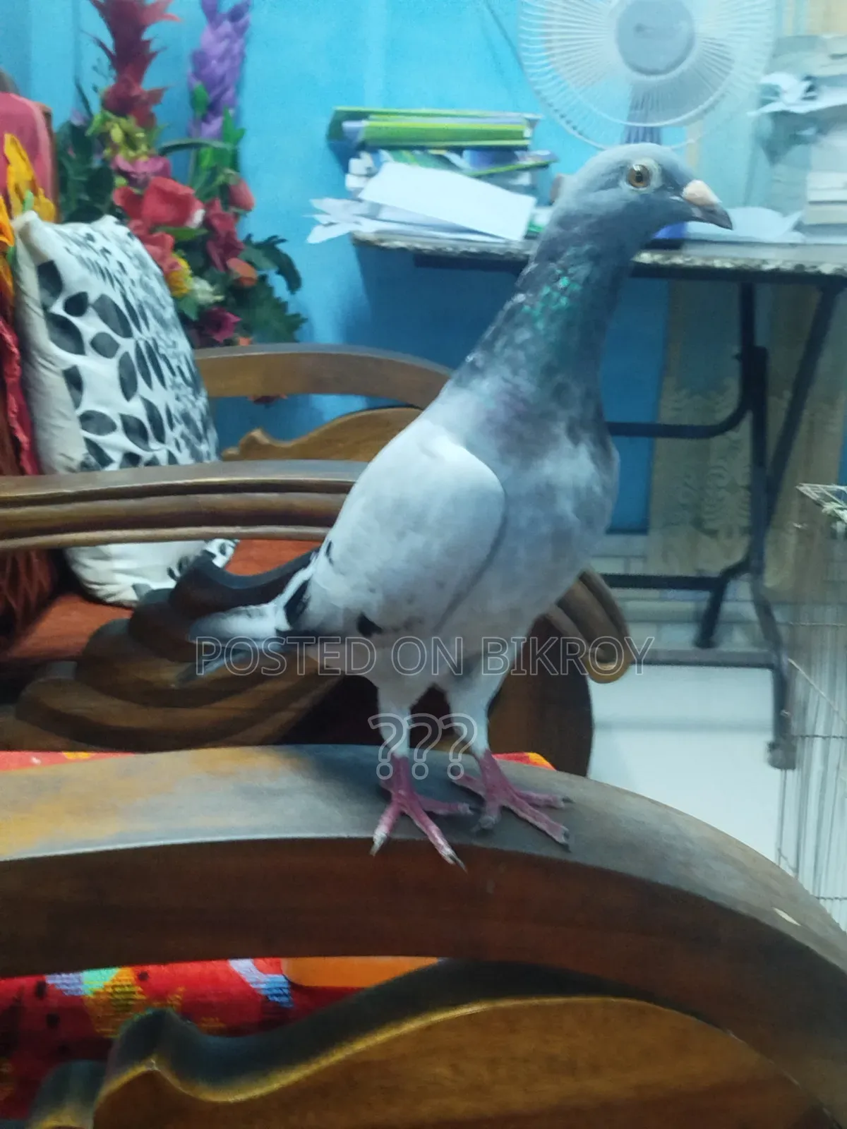 A Racer Female Pigeon