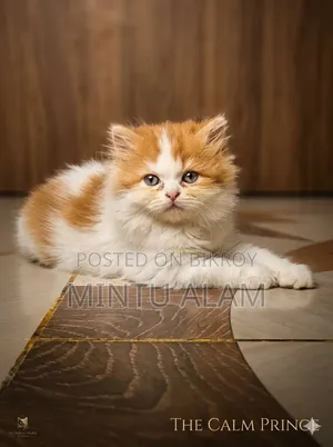 1-3 months Female Purebred Persian