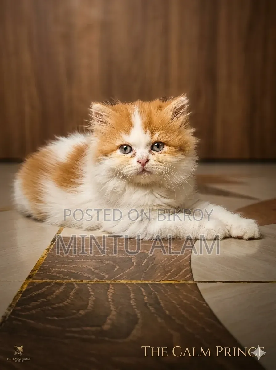 1-3 months Female Purebred Persian