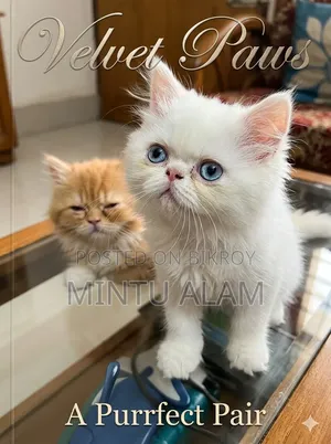 1-3 months Female Purebred Persian