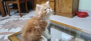 1-3 months Female Purebred Persian