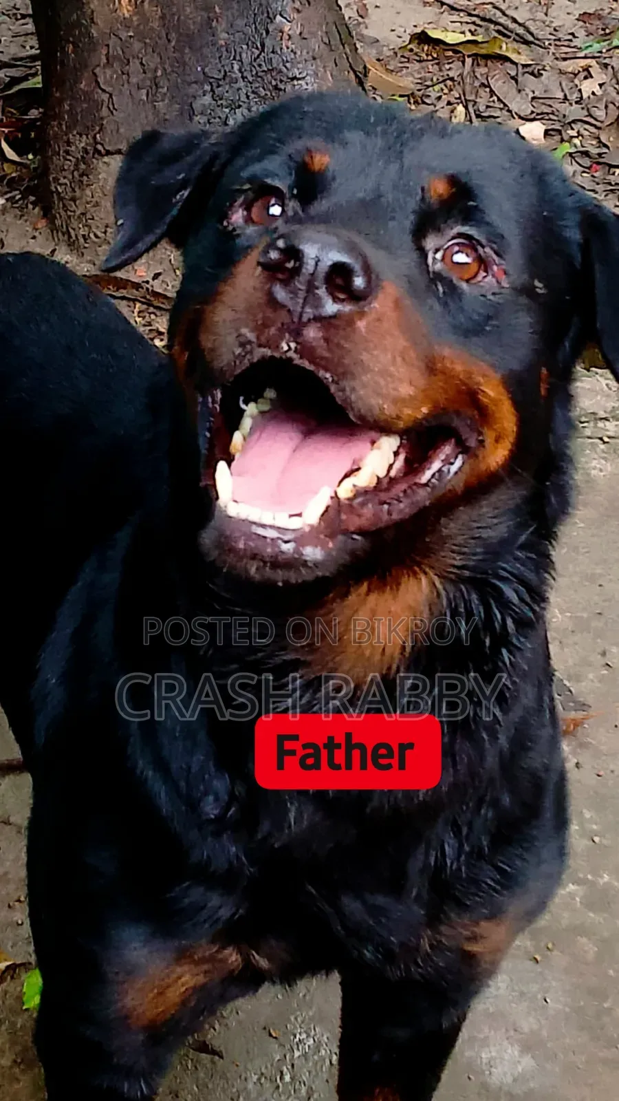 6-12 months Female Purebred Rottweiler
