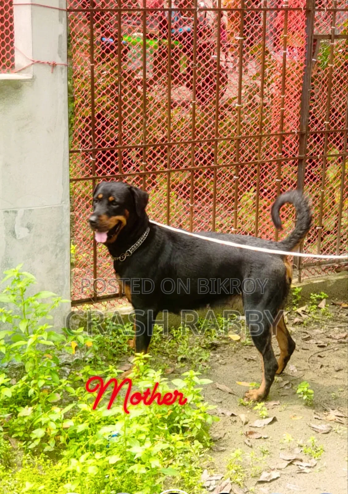 6-12 months Female Purebred Rottweiler