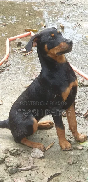 6-12 months Female Purebred Rottweiler