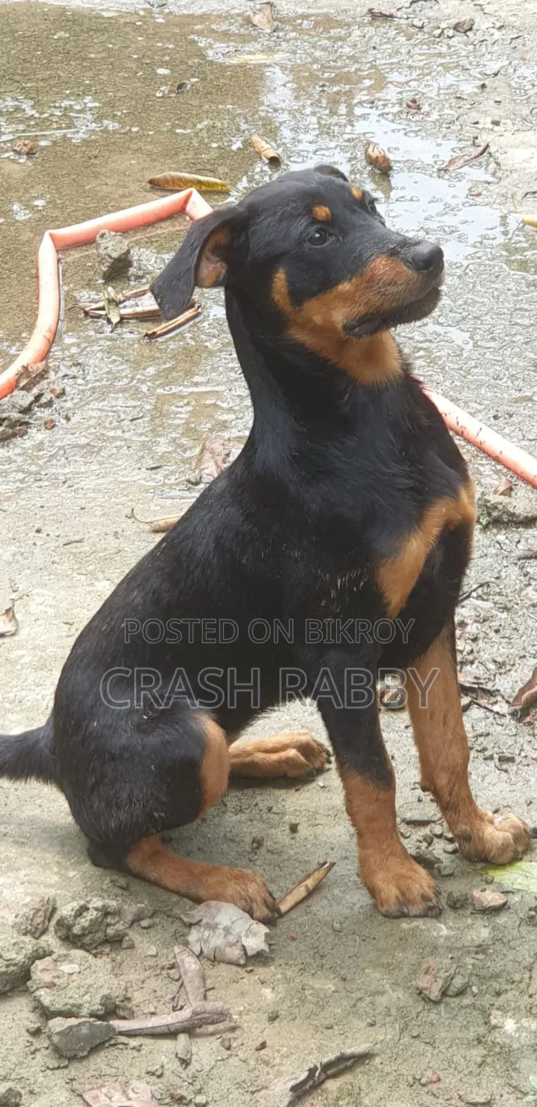 6-12 months Female Purebred Rottweiler