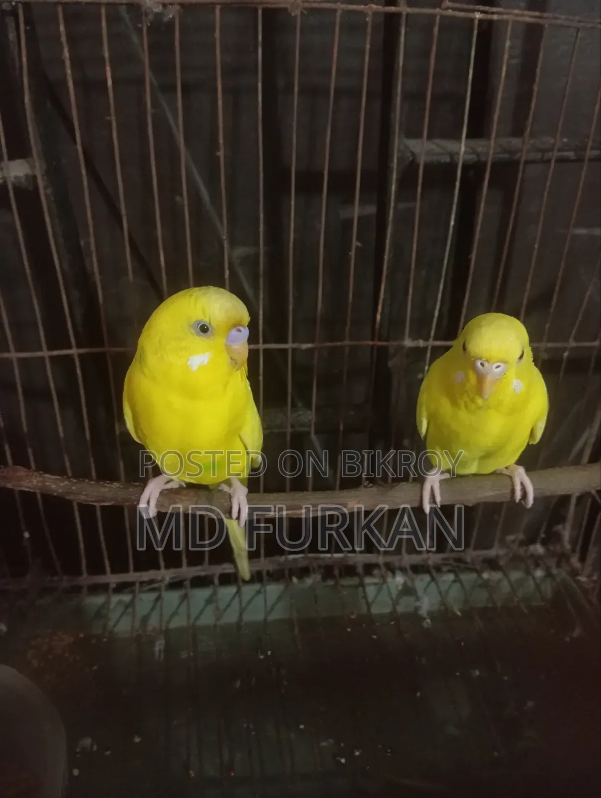 Lutino Budgerigar
