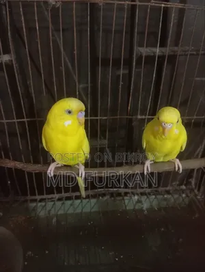 Lutino Budgerigar