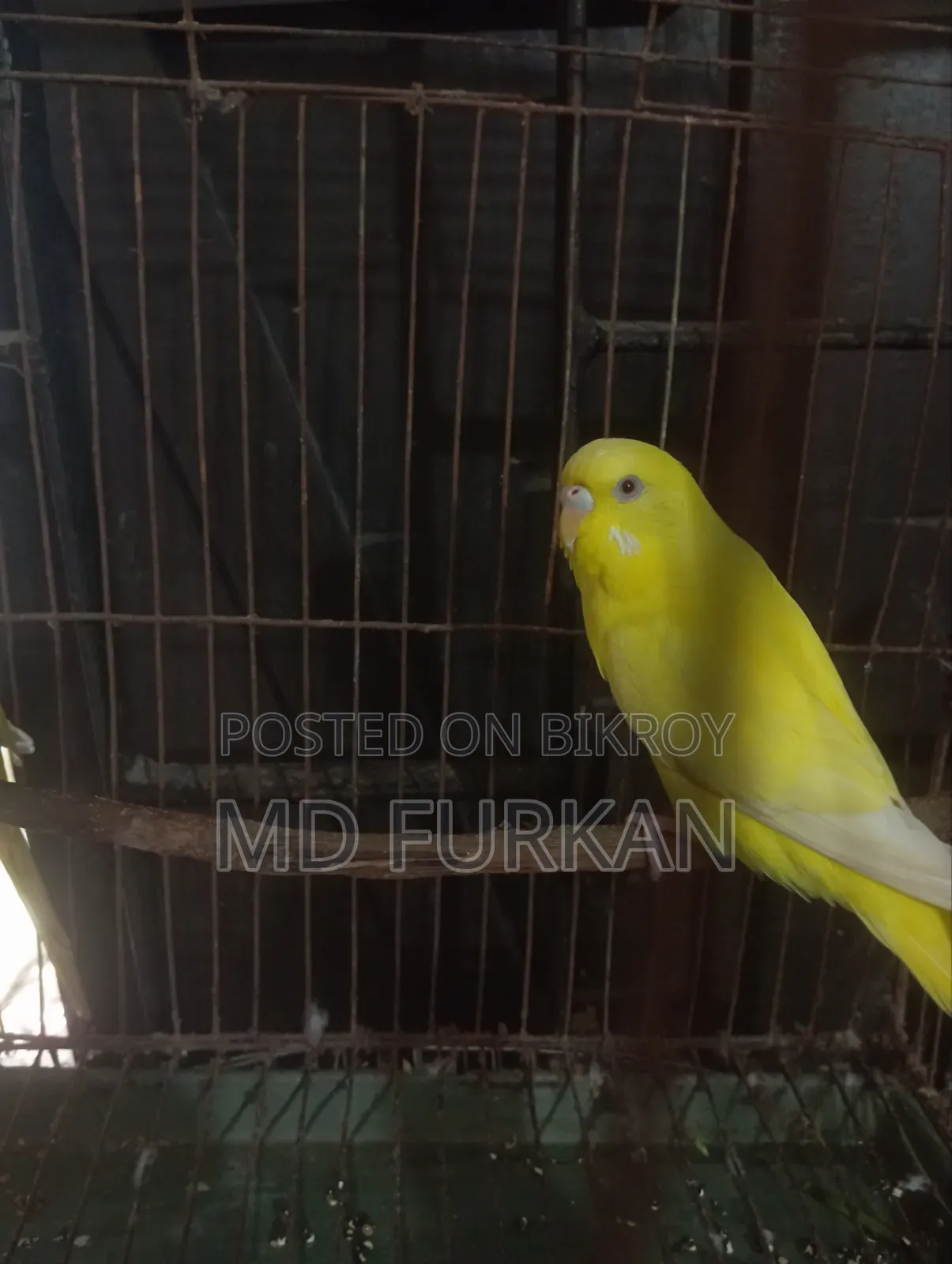 Lutino Budgerigar