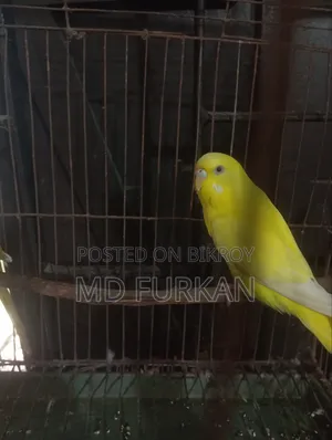 Lutino Budgerigar