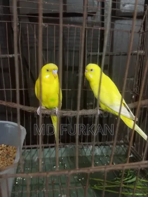 Lutino Budgerigar