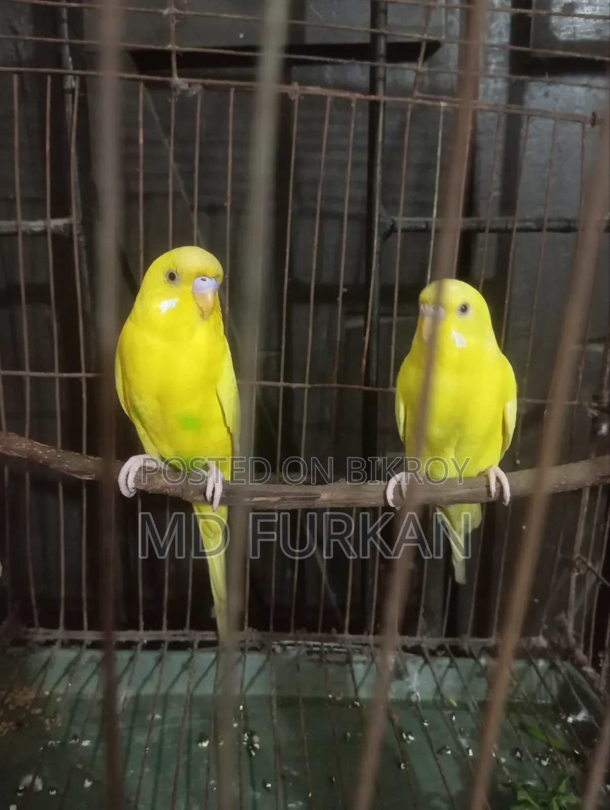Lutino Budgerigar