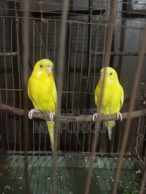 Lutino Budgerigar