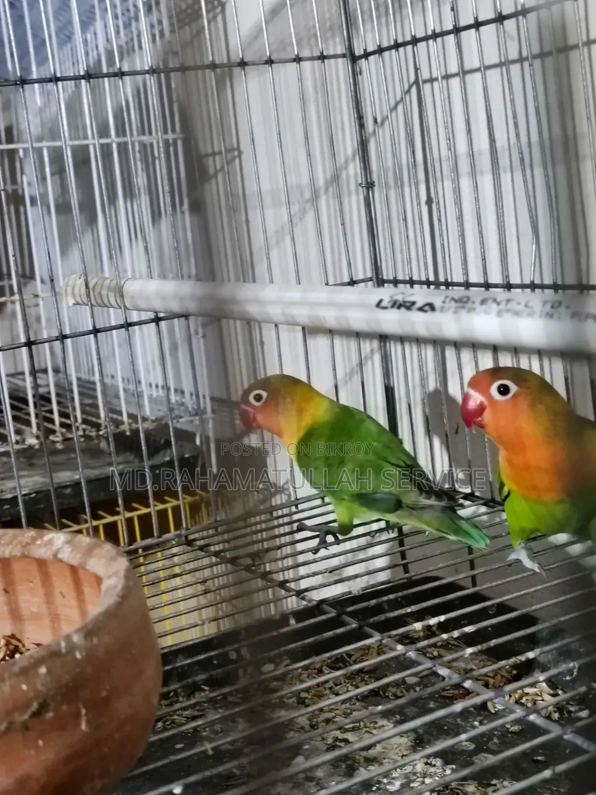 Love Bird Master Pair, One Pair