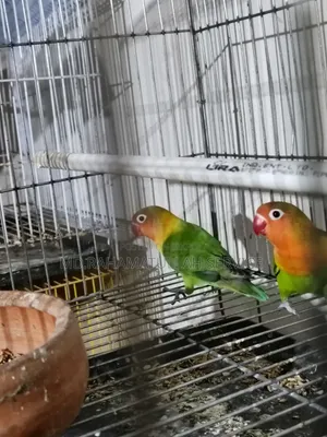 Love Bird Master Pair, One Pair