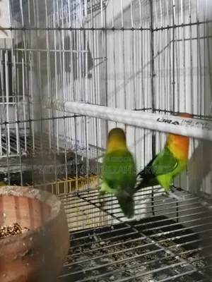 Love Bird Master Pair, One Pair