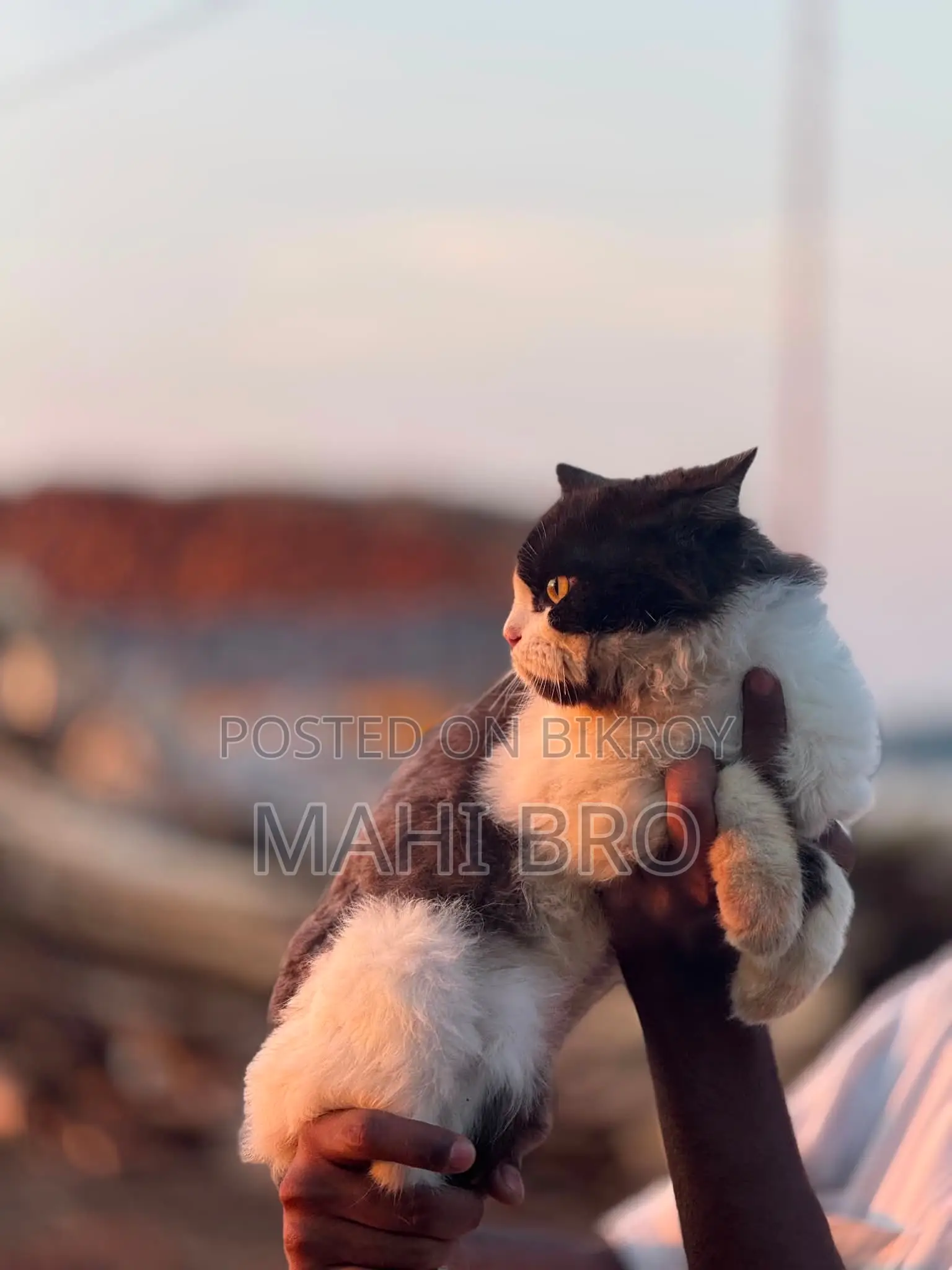 3-6 months Male Mixed Breed Persian
