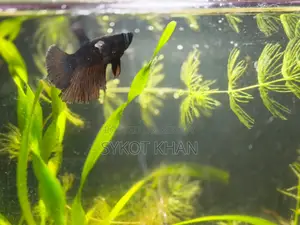 Betta Fish